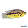 Parachromis friedrichsthalii Yellow Jacket Cichlid