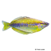 Melanotaenia sikuensis Siku Creek Rainbowfish