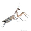 Cilnia humeralis Wide-armed Mantis