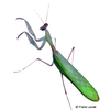 Sphodromantis aurea Congo Green Mantis