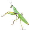 Rhombodera basalis Giant Malaysian Shield Mantis