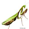 Hierodula majuscula Giant Rainforest Mantis