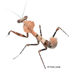 Deroplatys desiccata Giant Dead Leaf Mantis