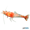 Neocaridina sp. 'Rili' Rili Shrimp