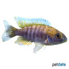 Aulonocara jacobfreibergi 'New Blue Orchid' Fairy Cichlid New Blue Orchid