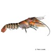 Cherax papuanus Zebra Crayfish