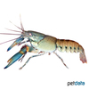 Cherax lorentzi Lorentz´s Crayfish
