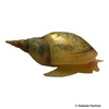 Lymnaea stagnalis Great Pond Snail