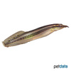 Macrognathus aral One-stripe Spiny Eel