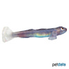 Lentipes ikeae Blue Belly Goby