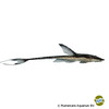 Sturisomatichthys leightoni Dwarf Royal Twig Catfish