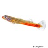 Sicyopus rubicundus Reddish Lipstick Goby
