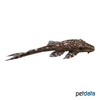 Lasiancistrus tentaculatus Woodeating Deltatail Pleco