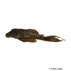 Lasiancistrus sp. 'L228' Whitespotted Deltatail Pleco L228