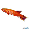 Aphyosemion australe 'Red' Red Lyretail Panchax