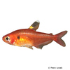 Megalamphodus haraldschultzi Crystal Red Tetra
