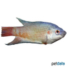 Macropodus opercularis 'Red Blue' Paradise Fish Red Blue