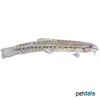 Lepidocephalichthys thermalis Common Spiny Loach