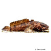 Allenbatrachus grunniens Grunting Toadfish