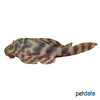 Peckoltia sp. 'L288' Una Tiger Pleco L288