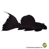 Pseudacanthicus sp. 'L452' Mustang Cactus Pleco L452