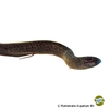 Protopterus annectens West African Lungfish