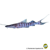 Brachyplatystoma tigrinum Tigerstriped Catfish