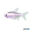 Pristella maxillaris 'Albino' X-ray Tetra Albino