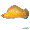 Poecilia velifera var. Giant Sailfin Molly Sunburst