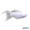 Poecilia velifera var. Giant Sailfin Molly Silver Lyretail