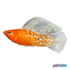 Poecilia velifera var. Giant Sailfin Molly Marble Red