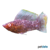 Poecilia velifera var. Giant Sailfin Molly Leopard
