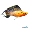 Poecilia velifera var. Giant Sailfin Molly Gold Dust Lyretail