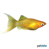 Poecilia sphenops var. Molly Gold Lyretail