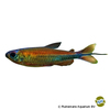 Phenacogrammus sp. 'Fantastique' Congo Tetra Fantastique