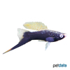 Xiphophorus hellerii var. Swordtail Hamburg Highfin