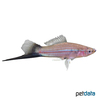 Xiphophorus hellerii var. Swordtail Green Wagtail