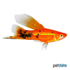 Xiphophorus hellerii var. Swordtail Berlin Highfin