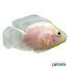Cichlidae sp. 'Yellow Parrot' Yellow Parrot Cichlid
