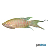 Macropodus opercularis 'Red Gold' Red Gold Paradise Fish