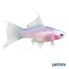 Xiphophorus hellerii var. Swordtail White Lyre