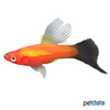 Xiphophorus hellerii var. Swordtail Red Wagtail Highfin