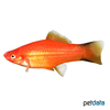Xiphophorus hellerii var. Swordtail Red Comet