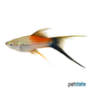 Xiphophorus hellerii var. Swordtail Neon Wagtail Lyre