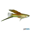 Xiphophorus hellerii var. Swordtail Neon Highfin
