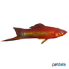 Xiphophorus hellerii var. Swordtail Coral Red