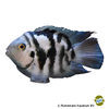Amatitlania nigrofasciata 'Coral Blue' Convict Cichlid Coral Blue