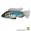 Astatotilapia burtoni 'Red Spotted' Red Spotted Burton's Mouthbrooder