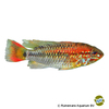 Apistogramma macmasteri 'Red Mask' Macmaster's Dwarf Cichlid Red Mask