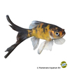 Carassius auratus Goldfish Bristol Shubunkin